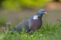 Columba palumbus