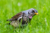 Turdus pilaris