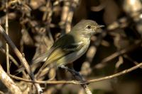 Vireo nanus