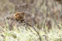 Carduelis cannabina