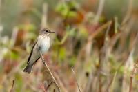 Muscicapa striata