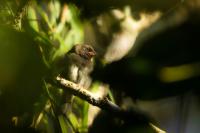 Melanospiza bicolor     