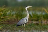 Ardea cinerea