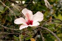 Madeira flora