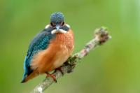 Alcedo atthis