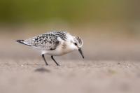 Calidris alba