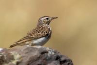 Anthus berthelotii