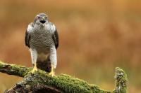 Accipiter gentilis