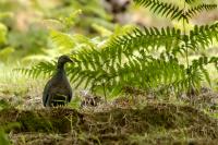 Columba trocaz