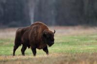 European bison