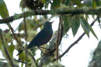 Turdus swalesi