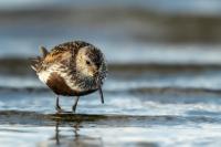 Calidris alpina