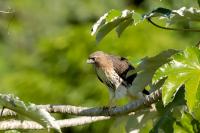 Buteo jamaicensis