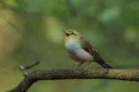 Phylloscopus sibilatrix