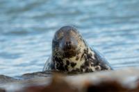 Grey seal