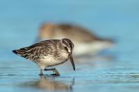 Calidris falcinellus