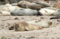 Harbor seal