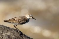 Calidris pusilla      