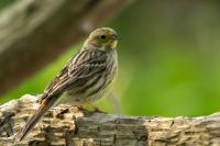 Emberiza citrinella