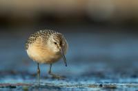 Calidris ferruginea