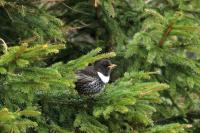 Turdus torquatus