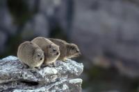 Rock hyrax