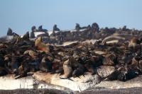 Brown fur seal