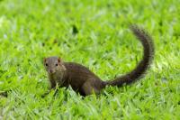 Grey-bellied squirrel