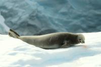 Weddell seal