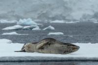 Leopard seal