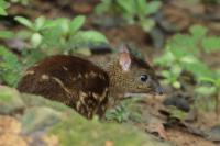 Yellow-striped chevrotain