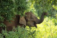 Sri Lankan elephant