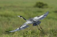 Ardea melanocephala