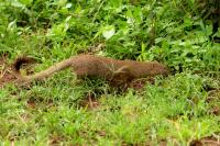 Egyptian mongoose