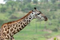 Masai giraffe