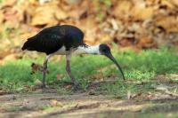 Threskiornis spinicollis