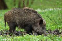 Wild boar