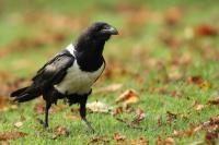 Corvus albus