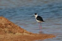 Malta fauna 