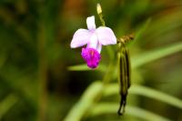 Costa Rica flowers