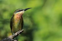 Merops philippinus