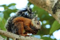 Variegated squirrel