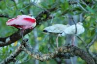 Platalea ajaja