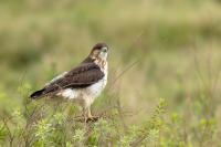 Buteo augur