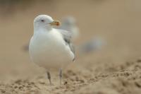 Larus argentatus