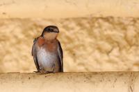 Hirundo neoxena