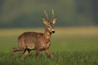 Roe deer