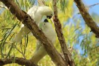 Cacatua galerita