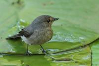 Muscicapa adusta