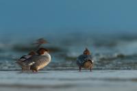 Mergus merganser